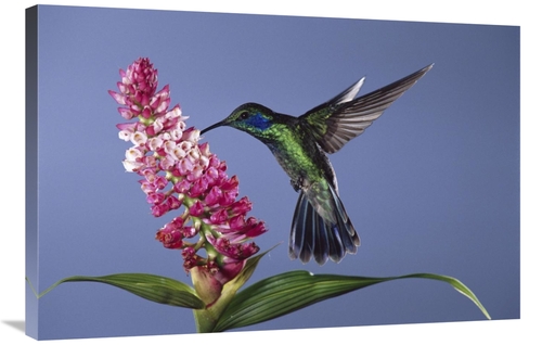 Global Gallery GCS-397251-2436-142 24 x 36 in. Green Violet-Ear Feedin