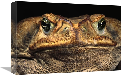 Global Gallery GCS-453126-1218-142 12 x 18 in. Cururu Toad Close-Up of