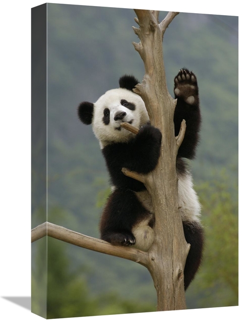 Global Gallery GCS-453016-1218-142 12 x 18 in. Giant Panda Cub Climbin