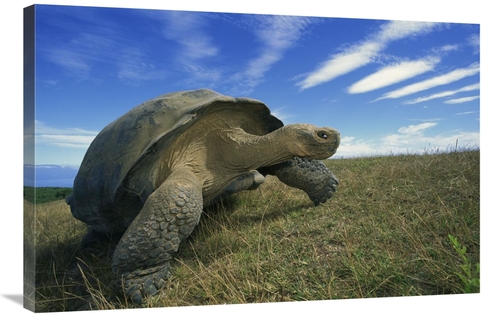 Global Gallery GCS-395581-2436-142 24 x 36 in. Galapagos Tortoise on C