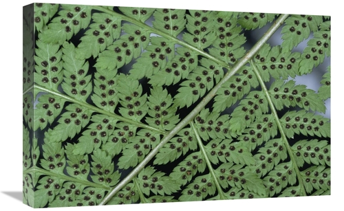 Global Gallery GCS-397990-1624-142 16 x 24 in. Fern Detail Showing Spo