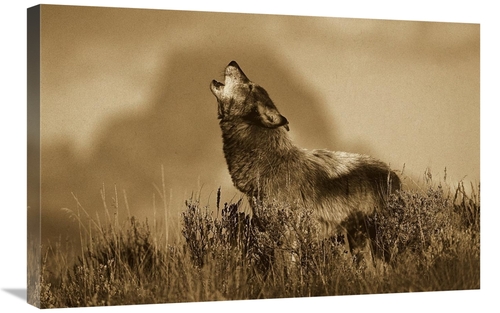 Global Gallery GCS-453722-2030-142 20 x 30 in. Timber Wolf Adult Howli