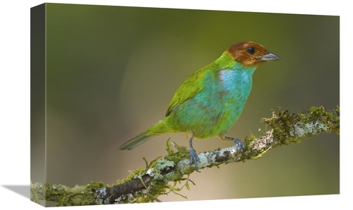 Global Gallery GCS-397269-1218-142 12 x 18 in. Bay-Headed Tanager,