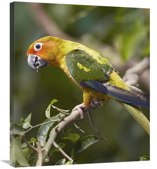 Global Gallery GCS-396082-30-142 30 in. Sun Parakeet, Native to So