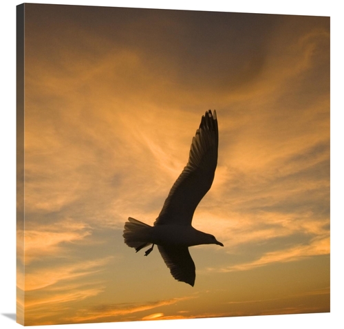 Global Gallery GCS-453347-3636-142 36 x 36 in. Mew Gull Silhouetted At