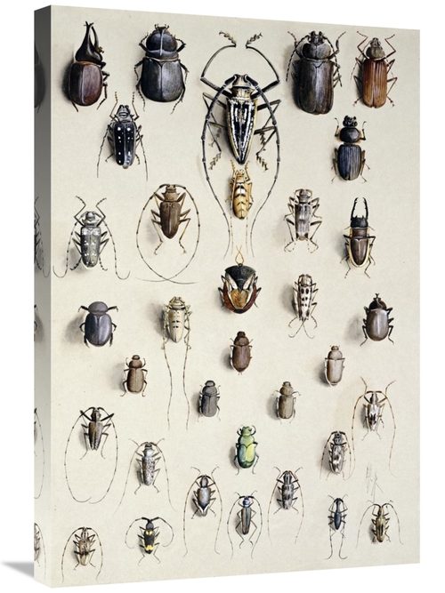 Global Gallery GCS-267202-30-142 30 in. Thirty-Four Insects Art Print 