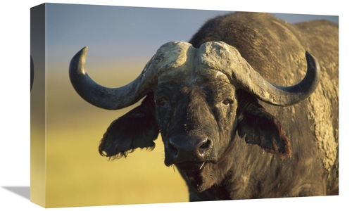 Global Gallery GCS-395977-1218-142 12 x 18 in. Cape Buffalo Portrait&#