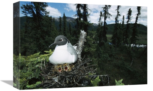 Global Gallery GCS-451912-1218-142 12 x 18 in. Bonapartes Gull on Nest