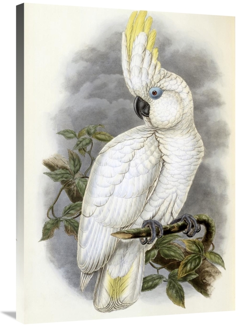 Global Gallery GCS-277742-36-142 36 in. Blue-Eyed Cockatoo Art Print -