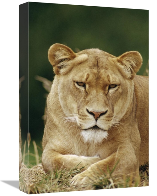 Global Gallery GCS-452912-1218-142 12 x 18 in. African Lion Female Por