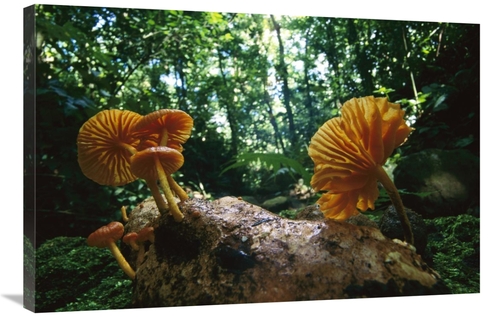 Global Gallery GCS-398545-2436-142 24 x 36 in. Gill Mushroom Group on 