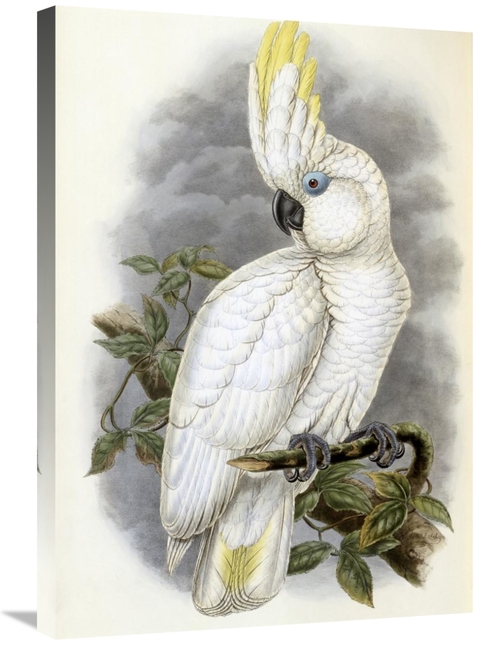 Global Gallery GCS-277742-30-142 30 in. Blue-Eyed Cockatoo Art Print -