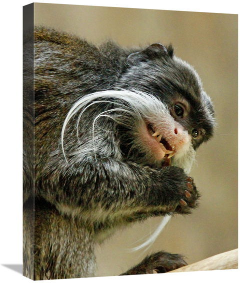 Global Gallery GCS-486557-22-142 22 in. Emperor Tamarin Art Print - Vi