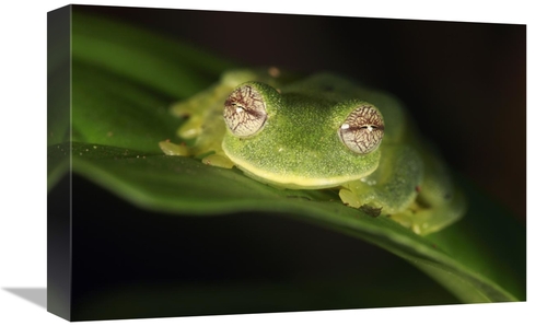 Global Gallery GCS-398089-1218-142 12 x 18 in. Glass Frog, Sierra 