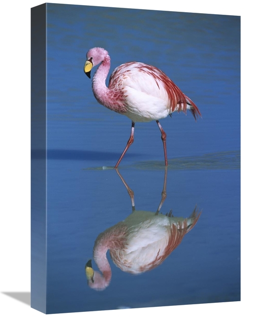 Global Gallery GCS-395592-1218-142 12 x 18 in. Puna Flamingo Wading&#4