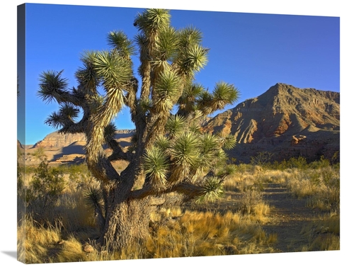 Global Gallery GCS-452128-2835-142 28 x 35 in. Joshua Tree with the VI