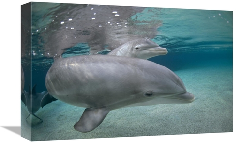 Global Gallery GCS-450673-1218-142 12 x 18 in. Bottlenose Dolphin,