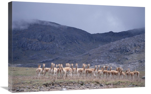 Global Gallery GCS-451502-2030-142 20 x 30 in. Vicuna Bachelor Male Tr