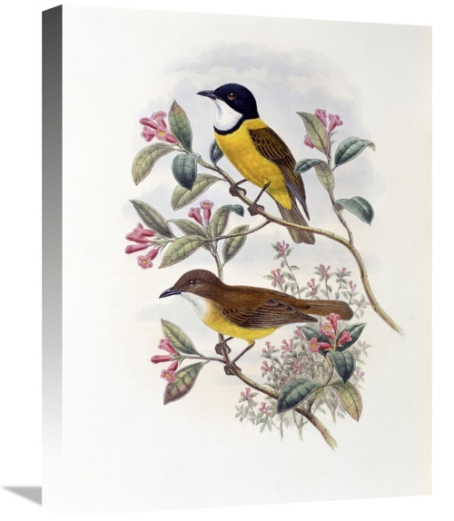 Global Gallery GCS-277780-22-142 22 in. Ramsays Thickhead Art Print - 