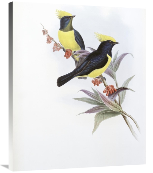 Global Gallery GCS-277792-36-142 36 in. Sultan Tit Art Print - John Go