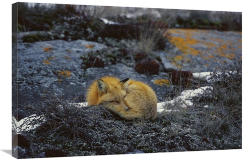 Global Gallery GCS-452499-2436-142 24 x 36 in. Red Fox Sleeping on Lic