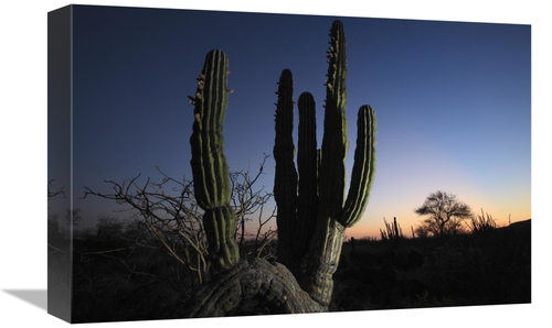 Global Gallery GCS-398095-1218-142 12 x 18 in. Cardon Cactus At Sunset