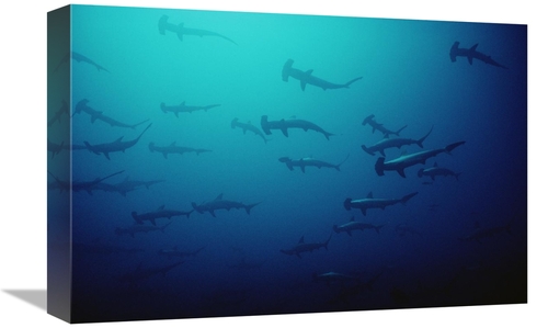 Global Gallery GCS-450745-1218-142 12 x 18 in. Scalloped Hammerhead Sh