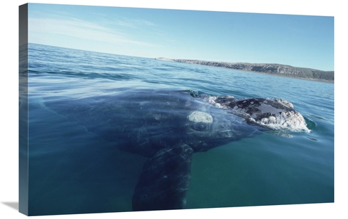 Global Gallery GCS-450647-2030-142 20 x 30 in. Southern Right Whale At