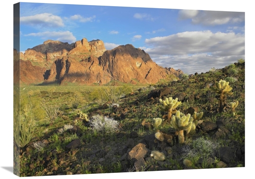 Global Gallery GCS-397023-2432-142 24 x 32 in. Opuntia Cactus & Other 