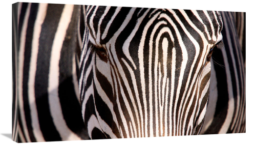 Global Gallery GCS-486650-36-142 36 in. Zebra Head Art Print - Vic Sch