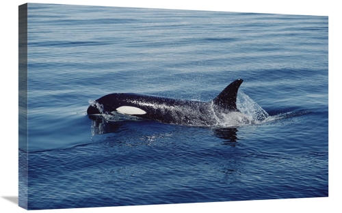 Global Gallery GCS-450572-2030-142 20 x 30 in. Orca Surfacing, Joh