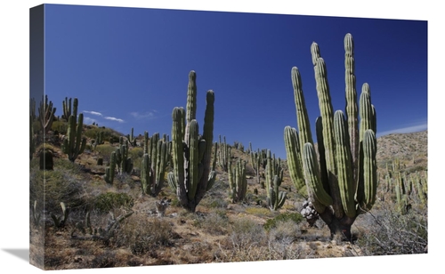 Global Gallery GCS-397726-1624-142 16 x 24 in. Cardon Cacti in Desert 