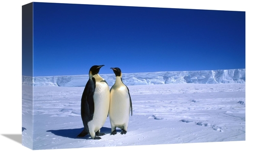 Global Gallery GCS-397950-1218-142 12 x 18 in. Emperor Penguin Pair&#4