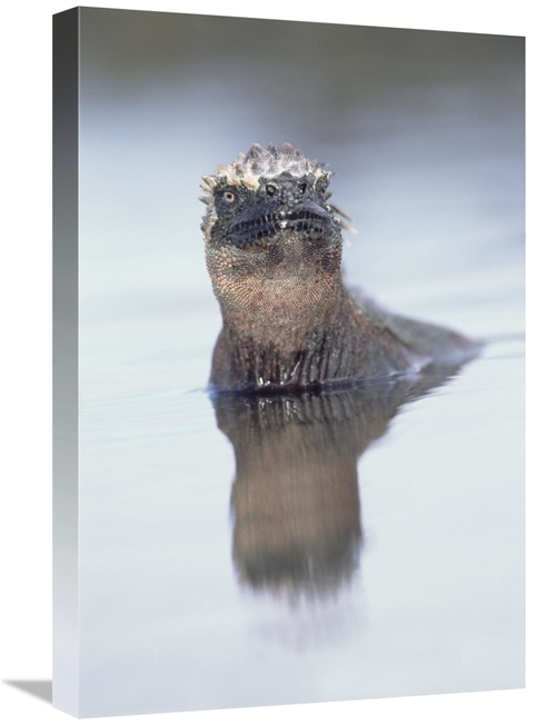 Global Gallery GCS-451567-1624-142 16 x 24 in. Marine Iguana in Tidal 