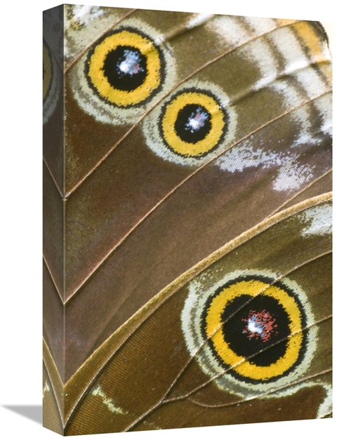 Global Gallery GCS-397367-1218-142 12 x 18 in. Blue Morpho Butterfly W