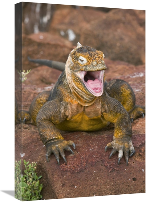 Global Gallery GCS-397375-1624-142 16 x 24 in. Galapagos Land Iguana Y