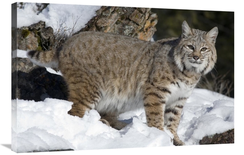 Global Gallery GCS-395397-2436-142 24 x 36 in. Bobcat in the Snow,