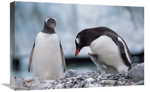 Global Gallery GCS-452416-1624-142 16 x 24 in. Gentoo Penguin Parent w