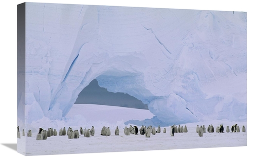 Global Gallery GCS-451180-1624-142 16 x 24 in. Emperor Penguin Large R