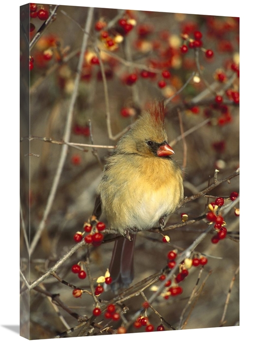 Global Gallery GCS-453298-2030-142 20 x 30 in. Northern Cardinal Femal