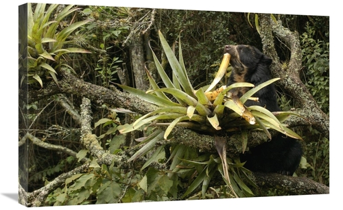 Global Gallery GCS-453141-2030-142 20 x 30 in. Spectacled Bear Feeding