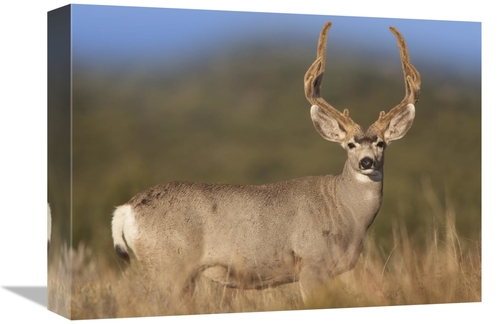 Global Gallery GCS-452178-1216-142 12 x 16 in. Mule Deer Male in Dry G