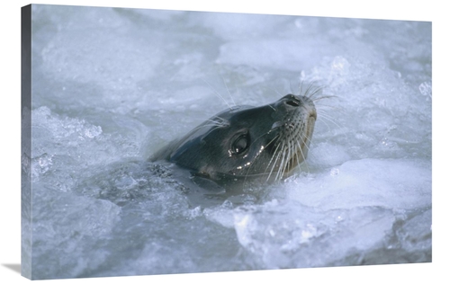 Global Gallery GCS-451089-2436-142 24 x 36 in. Ringed Seal Surfacing i