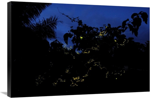 Global Gallery GCS-397560-2436-142 24 x 36 in. Firefly Group Lighting 