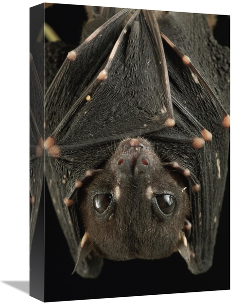 Global Gallery GCS-397578-1218-142 12 x 18 in. Spotted-Winged Fruit Ba