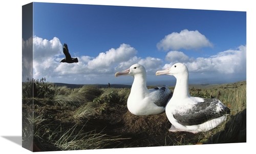 Global Gallery GCS-451606-1218-142 12 x 18 in. Southern Royal Albatros