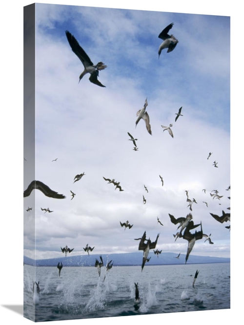 Global Gallery GCS-451396-1624-142 16 x 24 in. Blue-Footed Booby Divin