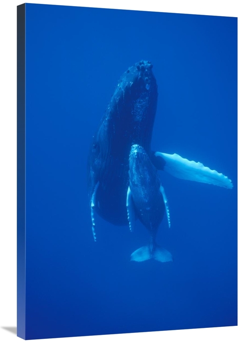 Global Gallery GCS-450788-2436-142 24 x 36 in. Humpback Whale Cow & Ca