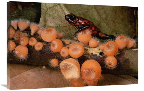 Global Gallery GCS-450973-2436-142 24 x 36 in. Harlequin Poison Dart F