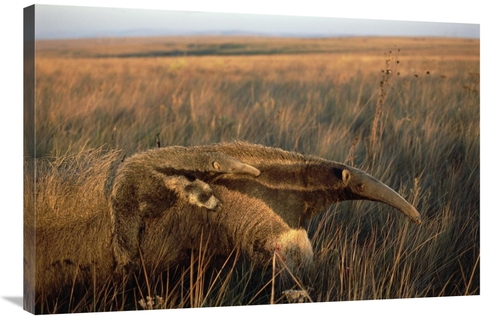 Global Gallery GCS-451580-2436-142 24 x 36 in. Giant Anteater Carrying